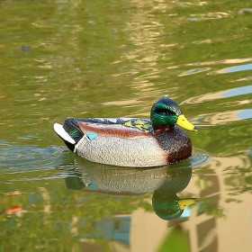 Barco Pato